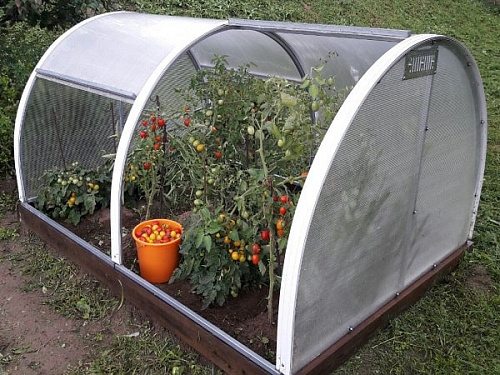 Парник Королевский